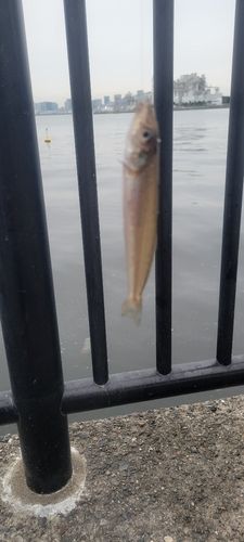 シロギスの釣果