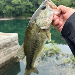 ブラックバス
