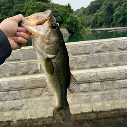 ブラックバス