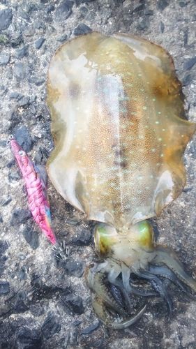アオリイカの釣果