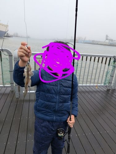 マハゼの釣果