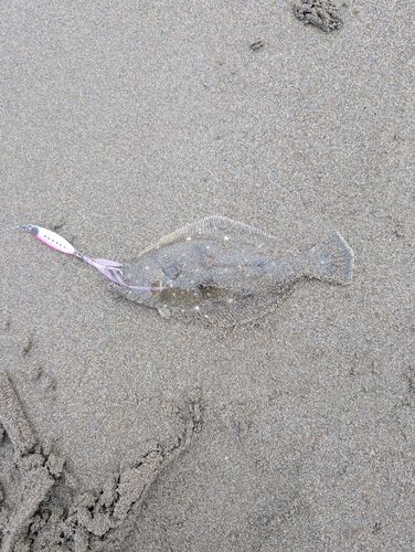 ソゲの釣果