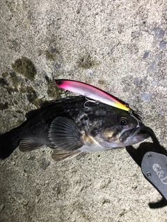 クロソイの釣果