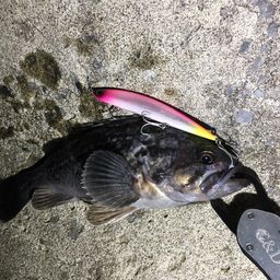 クロソイ