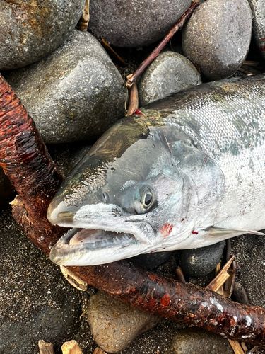 サクラマスの釣果