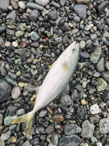 ワカシの釣果