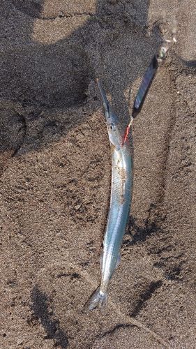 サヨリ