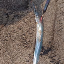 サヨリ