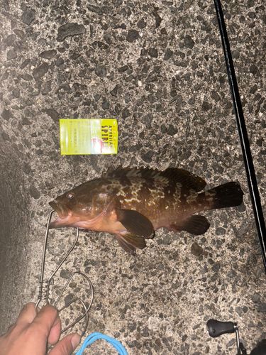 キジハタの釣果