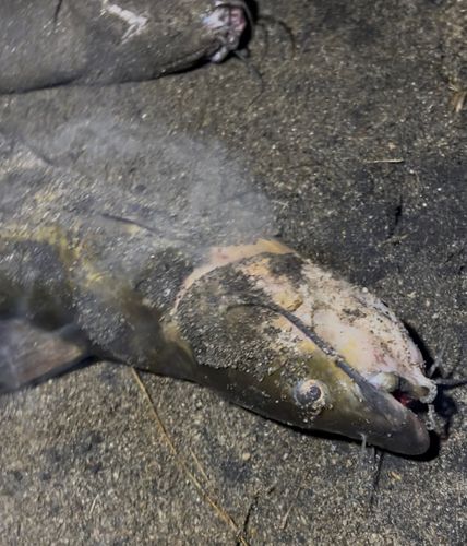 アメリカナマズの釣果