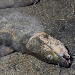 アメリカナマズ