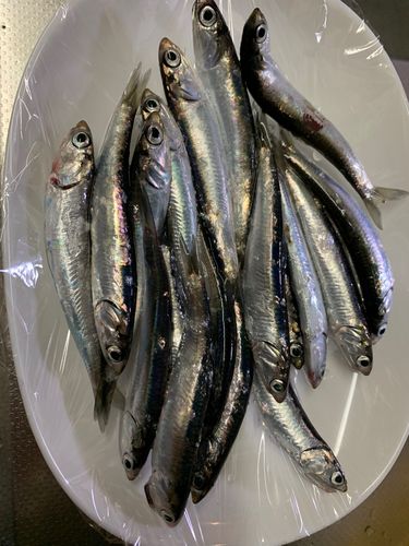 カタクチイワシの釣果