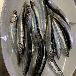 カタクチイワシ