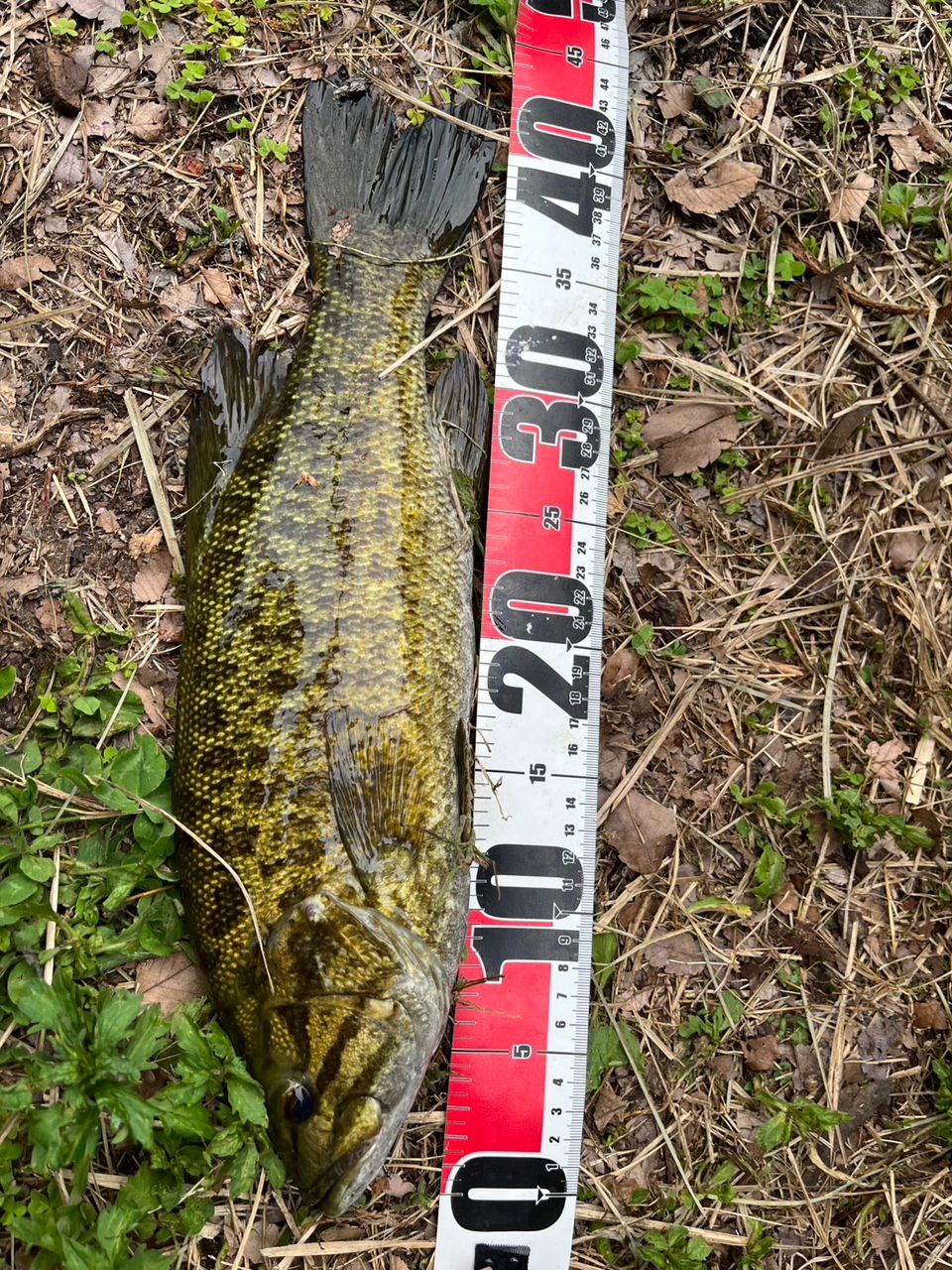 スモールマウスバス