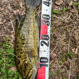 スモールマウスバス