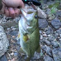 ラージマウスバス