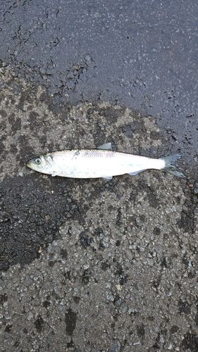ニシンの釣果
