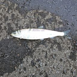 ニシン