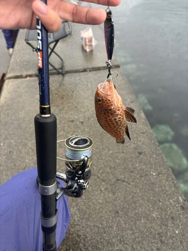 オオモンハタの釣果