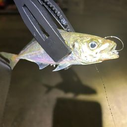 アジ