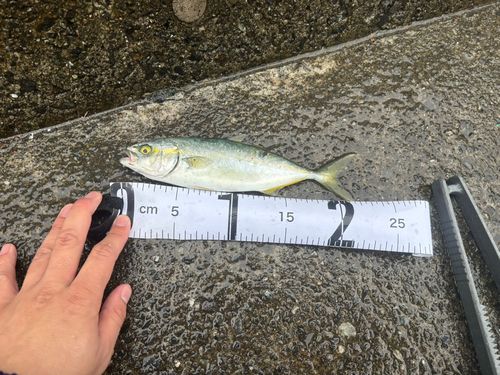 ワカシの釣果