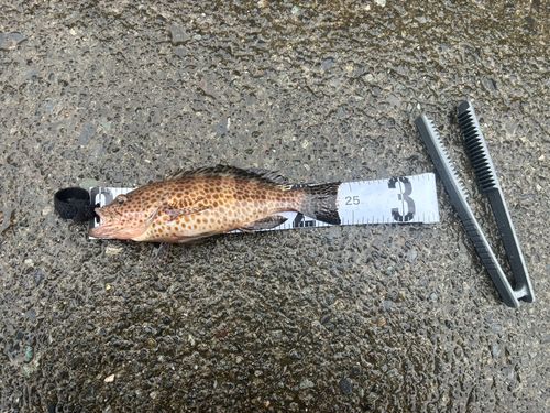 キジハタの釣果