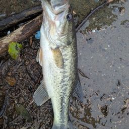 ラージマウスバス