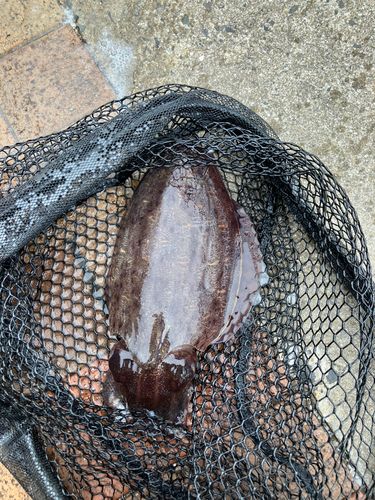 コウイカの釣果