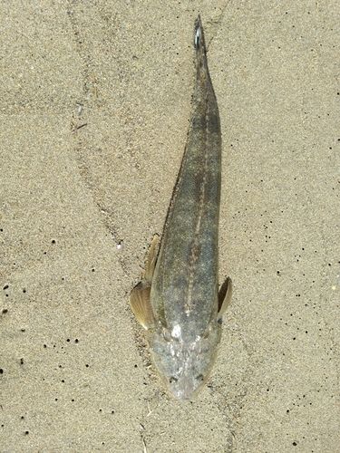 マゴチの釣果