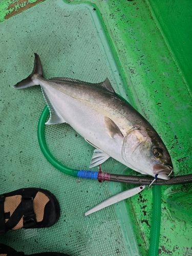 ネリゴの釣果