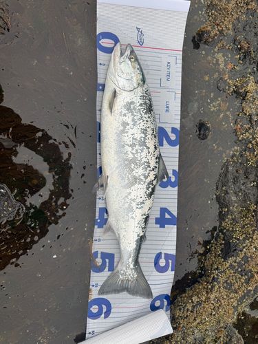 サクラマスの釣果
