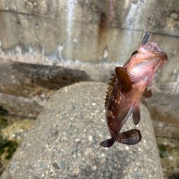 キジハタ