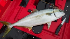 ヒラマサの釣果