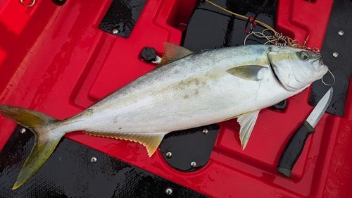 ヒラマサの釣果