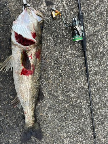 シーバスの釣果