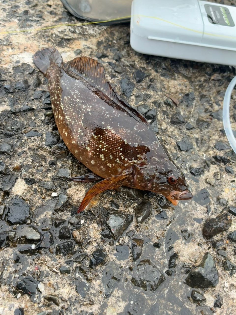 クジメ