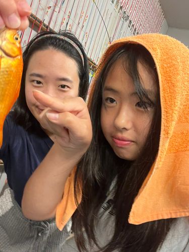 キンギョの釣果