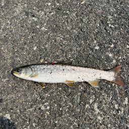 アメマス