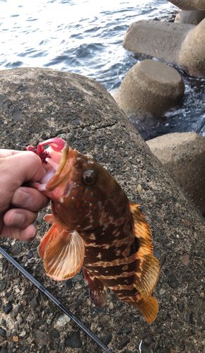 キジハタの釣果