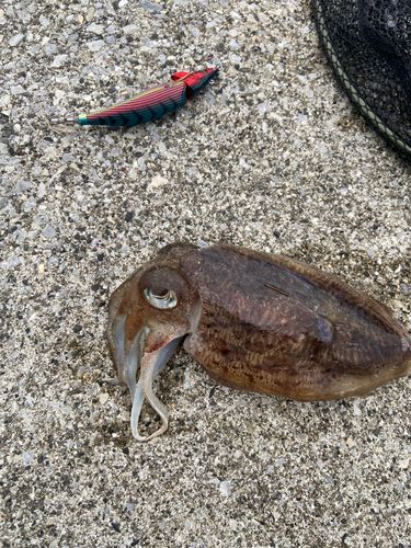 コウイカの釣果