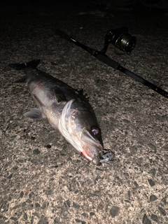 シーバスの釣果