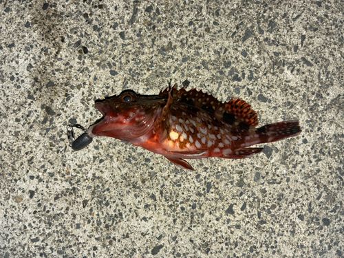 カサゴの釣果