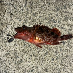 カサゴ