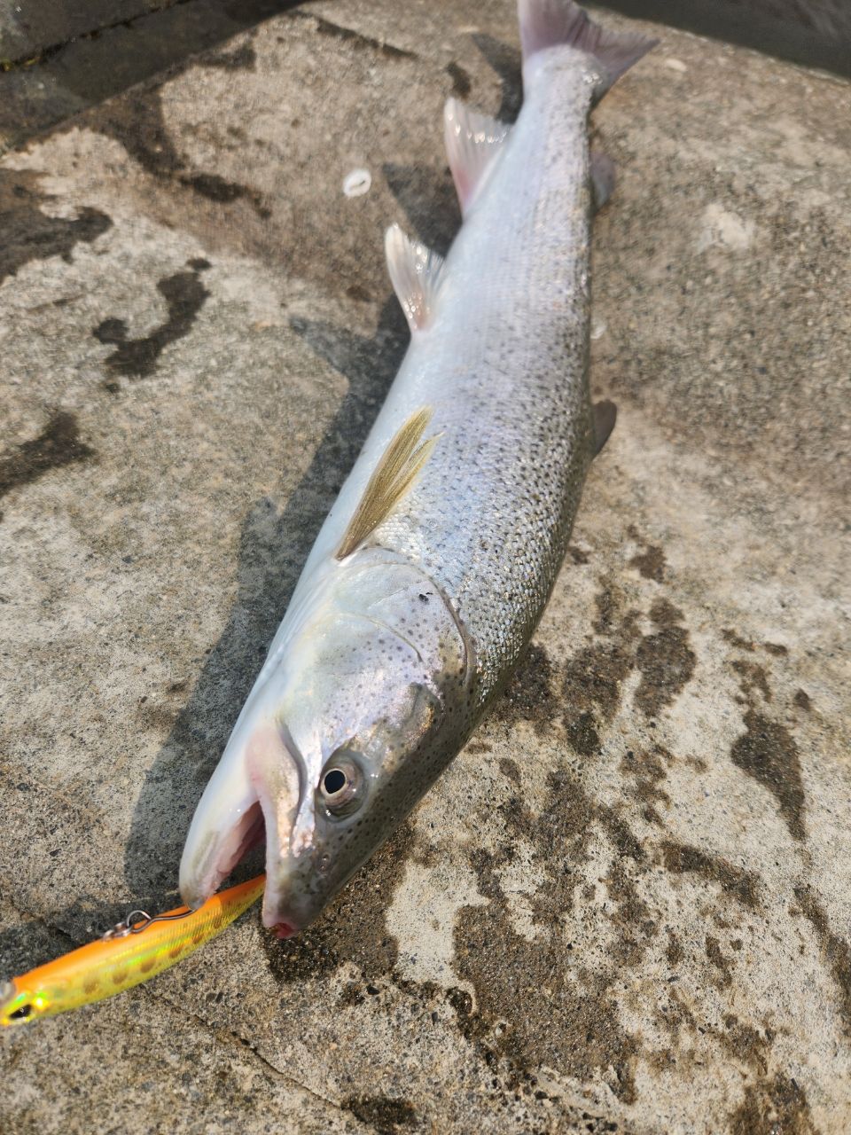 ΣΣ SHIMANO シマノ ルアーロッド 24トラウトワン NS S83ML 261120 目立った傷や汚れなし トラウトワン NS[TROUT ONE NS] | トラウトルアー | トラウト