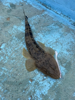 マゴチの釣果