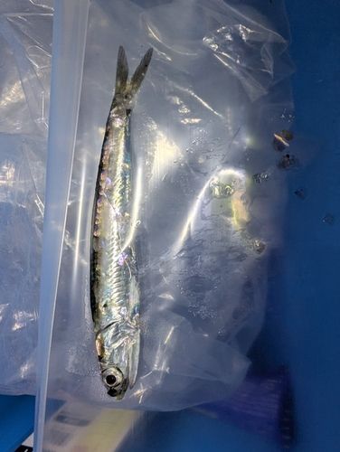 カタクチイワシの釣果