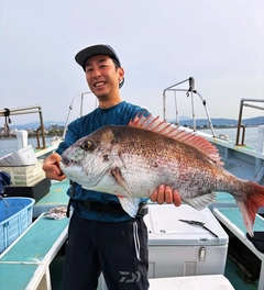 マダイの釣果