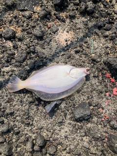 マガレイの釣果