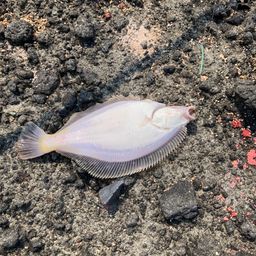 マガレイ