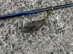 フグの釣果